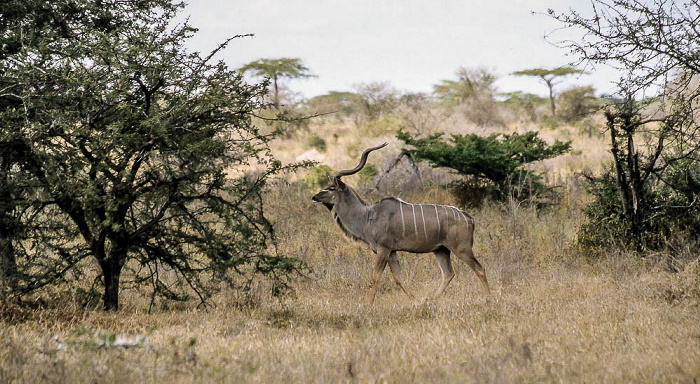 Selous Wildreservat Großer Kudu (Tragelaphus strepsiceros)