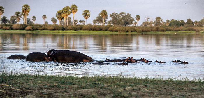 Selous Wildreservat Rufiji: Flusspferde
