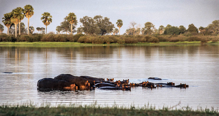 Selous Wildreservat Rufiji: Flusspferde