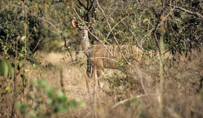 Großer Kudu (Tragelaphus strepsiceros) Selous Wildreservat