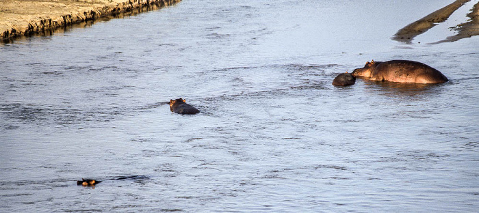 Rufiji: Flusspferde Selous Wildreservat