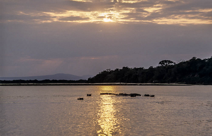 Rufiji Flusspferde im Sonnenuntergang