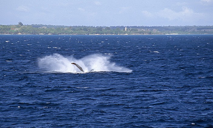 Buckelwal Zanzibar Channel