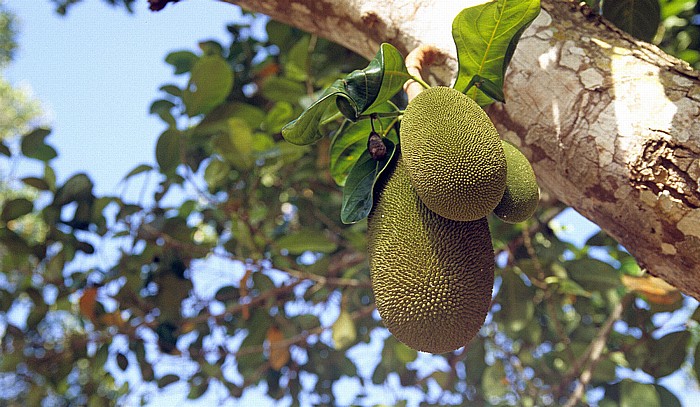 Jackfrucht (Jackfruit, Artocarpus heterophyllus) Sansibar