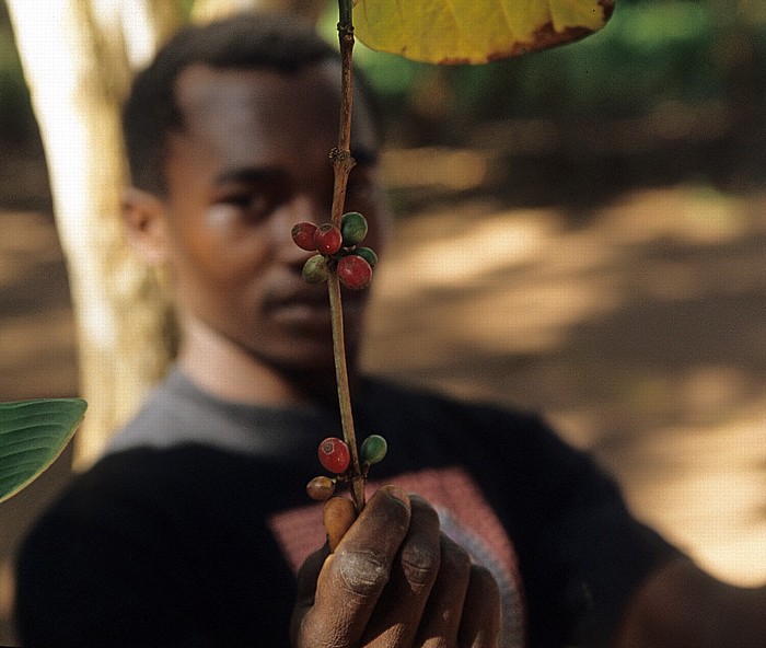 Kaffeepflanze mit Früchten Sansibar