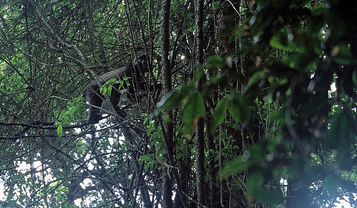 Nyungwe-Wald Diademmeerkatze (Cercopithecus mitis, Blue Monkey)