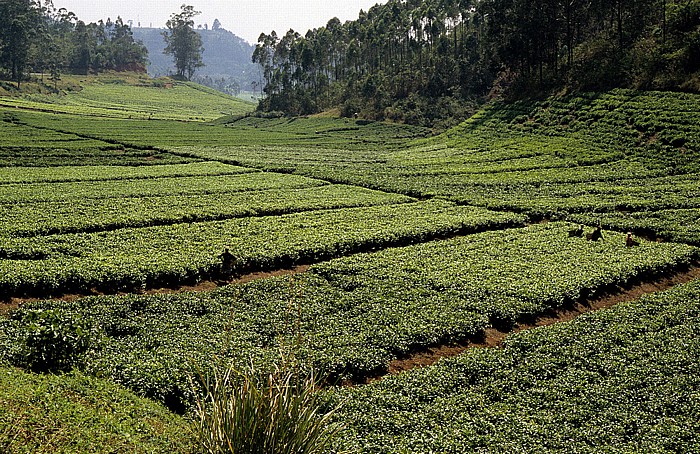Ruanda Teefelder