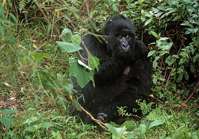 Virunga-Vulkane Vulkan-Nationalpark: Berggorilla (Gorilla beringei beringei)