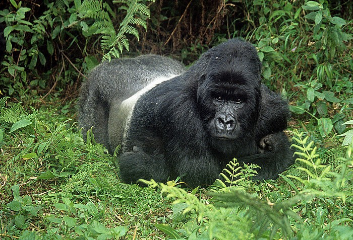 Virunga-Vulkane Vulkan-Nationalpark: Berggorilla (Gorilla beringei beringei) (Silberrücken)