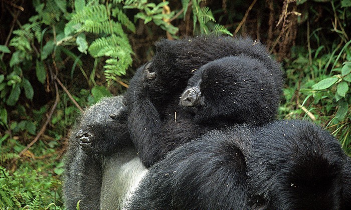 Vulkan-Nationalpark: Berggorillas (Gorilla beringei beringei) Virunga-Vulkane