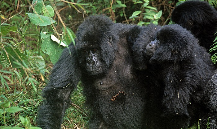 Vulkan-Nationalpark: Berggorillas (Gorilla beringei beringei) Virunga-Vulkane