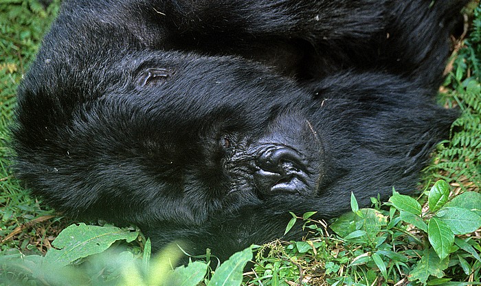 Virunga-Vulkane Vulkan-Nationalpark: Berggorilla (Gorilla beringei beringei) (Silberrücken)