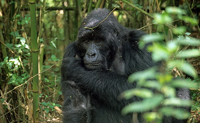 Vulkan-Nationalpark: Berggorilla (Gorilla beringei beringei) Virunga-Vulkane