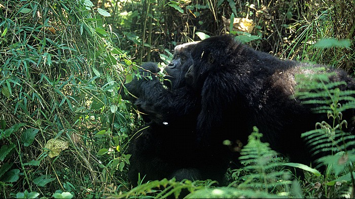 Vulkan-Nationalpark: Berggorillas (Gorilla beringei beringei) - Mutter mit Kind, Beobachter Virunga-Vulkane