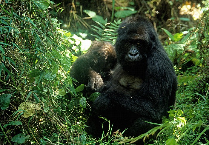 Vulkan-Nationalpark: Berggorillas (Gorilla beringei beringei) - Mutter mit Kind Virunga-Vulkane