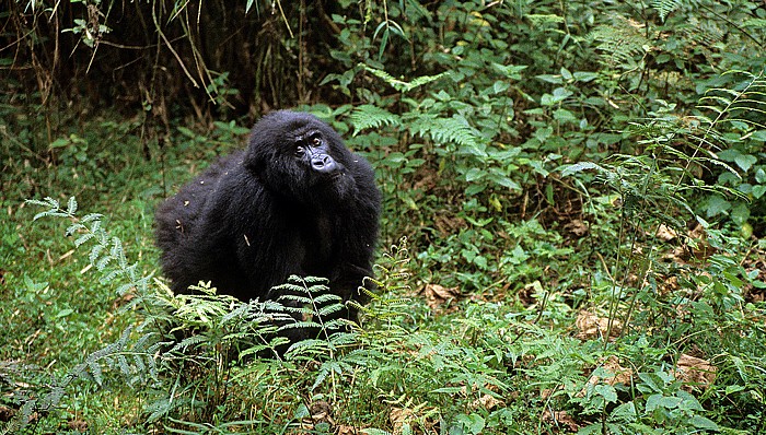 Vulkan-Nationalpark: Berggorilla (Gorilla beringei beringei) Virunga-Vulkane