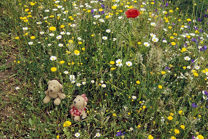 Parco geominerario storico e ambientale Teddy und Teddine