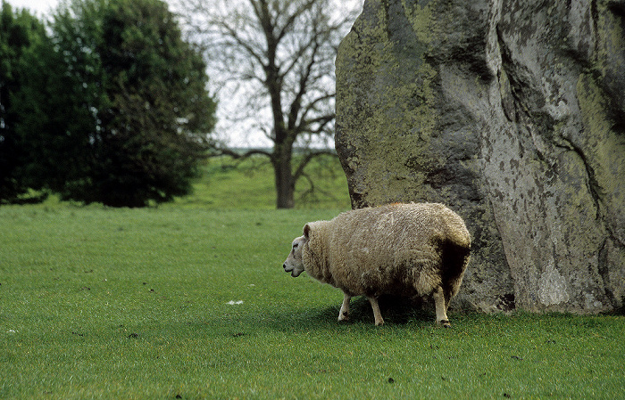 Megalithstein und Schaf Avebury