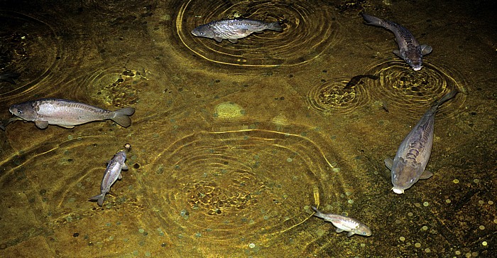 Istanbul Yerebatan-Zisterne: Fische Yerebatan-Zisterne (Cisterna Basilica)