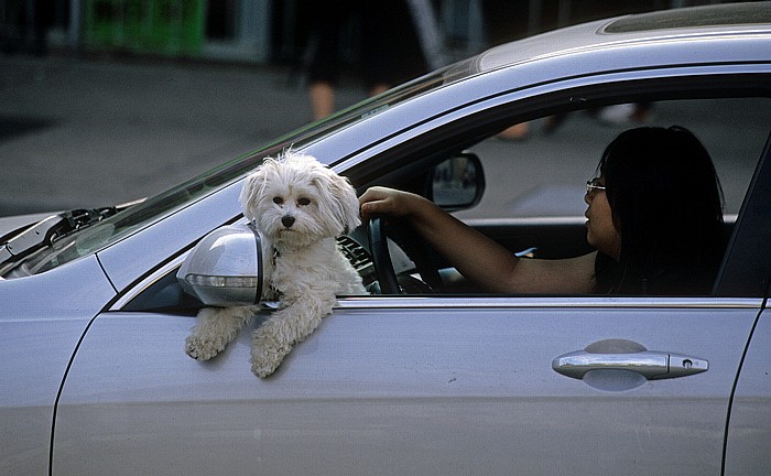 Toronto Hund im Auto