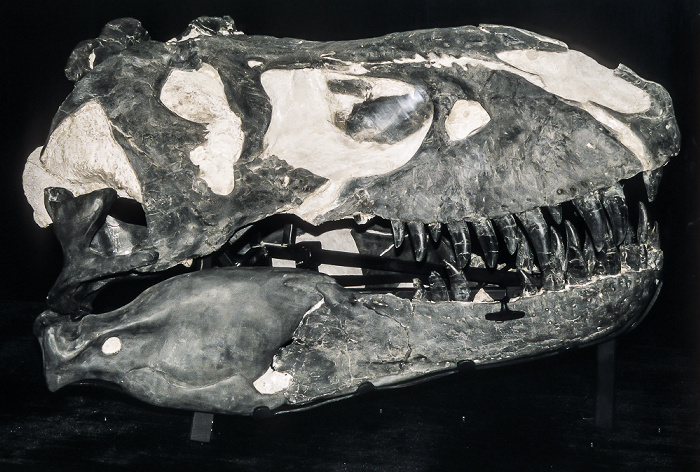 Royal Tyrrell Museum Drumheller