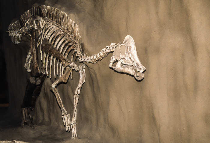 Royal Tyrrell Museum Drumheller