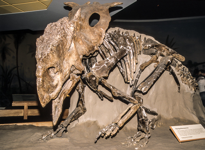 Royal Tyrrell Museum Drumheller