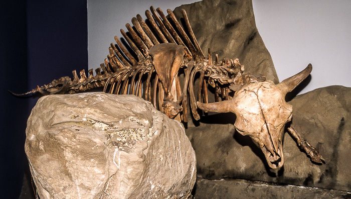 Royal Tyrrell Museum Drumheller