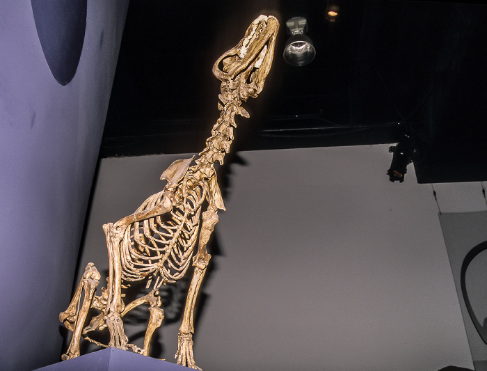 Royal Tyrrell Museum Drumheller