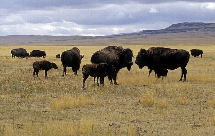 Büffelherde (Amerikanischer Bison, Bos bison) Fort Macleod