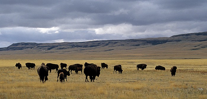 Büffelherde (Amerikanischer Bison, Bos bison) Fort Macleod