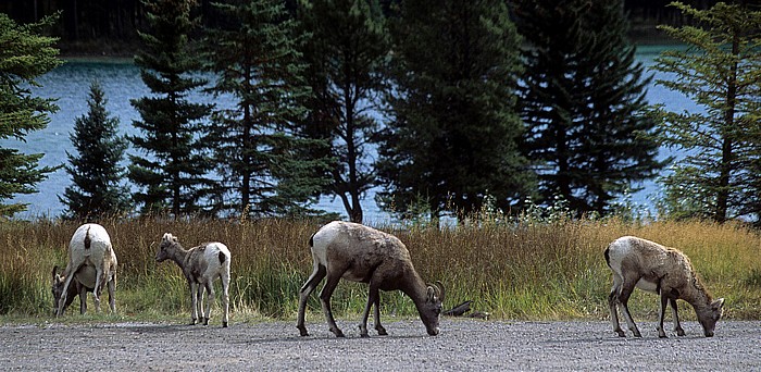 Two Jack Lake Banff National Park