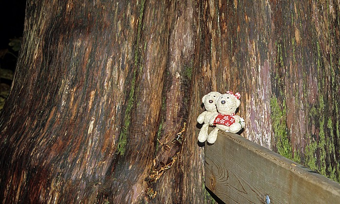 Mount Revelstoke National Park Giant Cedars: Teddy und Teddine