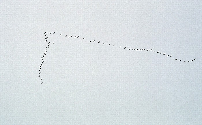 Osoyoos Vögel im Formationsflug