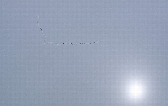 Osoyoos Vögel im Formationsflug