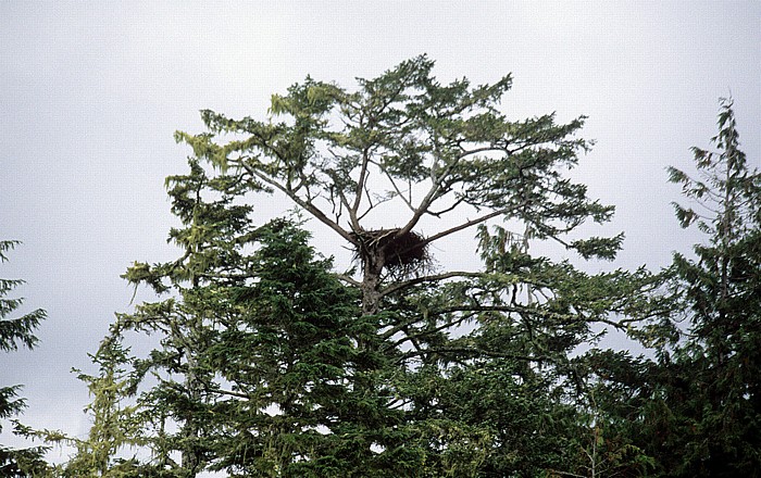 Clayoquot Sound: Weißkopfseeadler-Nest Pacific Rim National Park