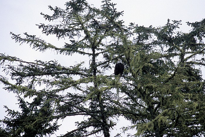 Pacific Rim National Park Clayoquot Sound: Weißkopfseeadler