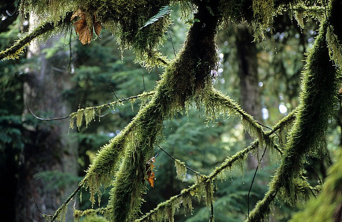 MacMillan Provincial Park