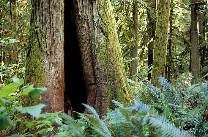 MacMillan Provincial Park