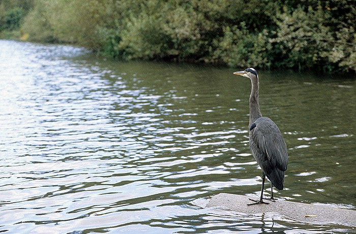 Stanley Park: Lost Lagoon Vancouver