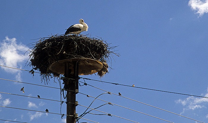 Nest mit Storch Niki