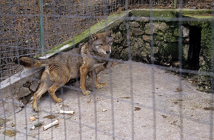 Tiergarten: Wolf Rezerve Natyrore e Menaxhuar