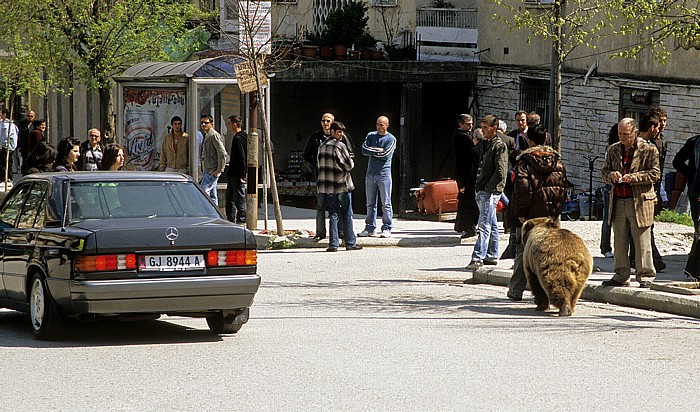 Boulevard 18 Shtatori: Braunbär Gjirokastra