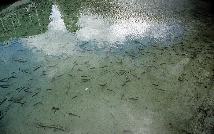 Nationalpark Plitvicer Seen Kozjak: Fische