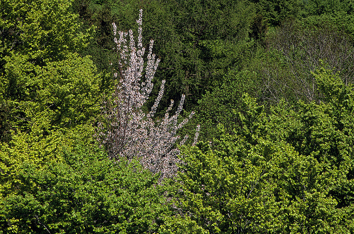 Blick vom Aussichtsturm Ebersberger Forst