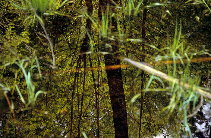 Toteisloch Ebersberger Forst