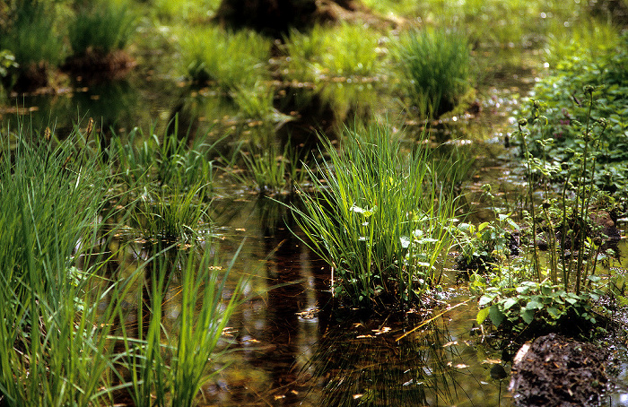 Ebersberger Forst Toteisloch