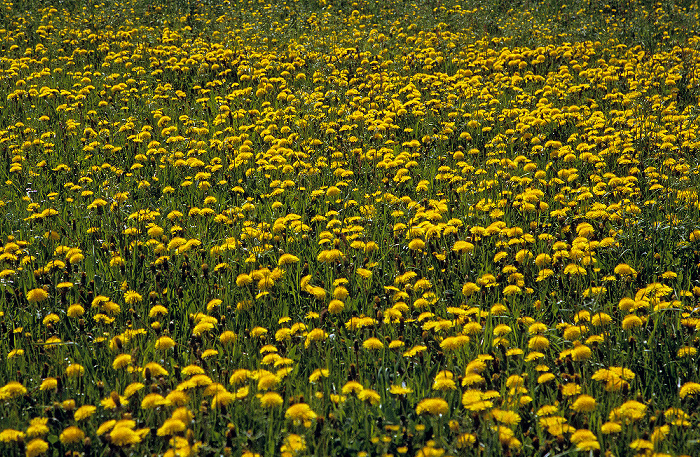 Löwenzahn (Taraxacum) Ebersberger Forst