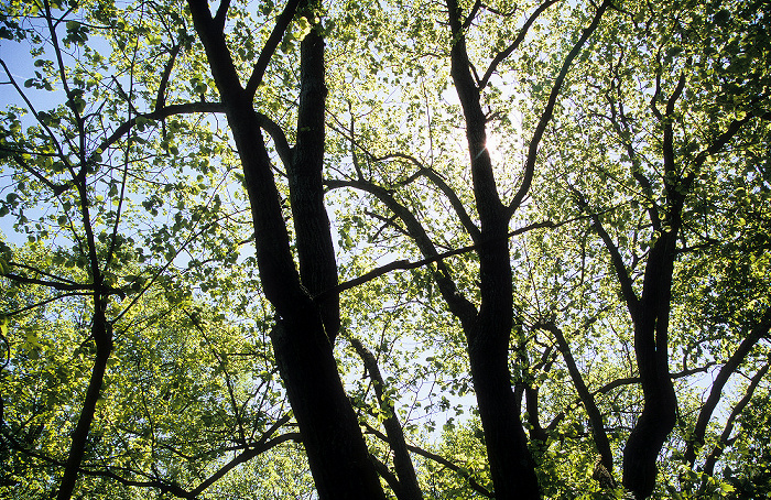 Nationalpark Hainich: Baumkronenpfad Hainich