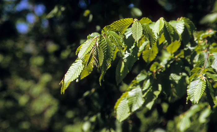 Nationalpark Hainich: Hainbuche (Carpinus betulus, auch Weißbuche oder Hagebuche) Hainich